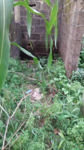 Man Caught While Trying To R@pe 6-Year-Old Girl In An Uncompleted Building & This Happened (Photos) 2 5787450 desv1 jpgf7dd3ac1044352aa7369bc277edc048c