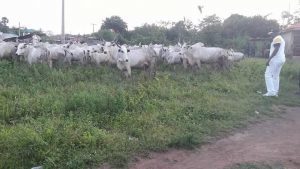 Benue Killings : Time For Ortom To Stop Crying And Act Like Fayose (Photos) 5 fayoshe cow 2 300x169