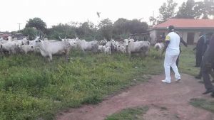 Benue Killings : Time For Ortom To Stop Crying And Act Like Fayose (Photos) 3 fayoshe cow 4 300x169 1
