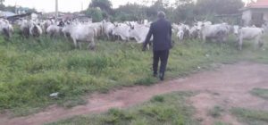 Benue Killings : Time For Ortom To Stop Crying And Act Like Fayose (Photos) 2 fayoshe cow 5 748x350