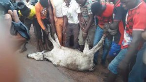 Benue Killings : Time For Ortom To Stop Crying And Act Like Fayose (Photos) 4 fayoshe cow 8 300x169